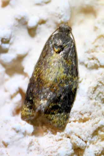 Réf. 303 876 : Ditula angustiorana